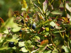 Heidelbeeren